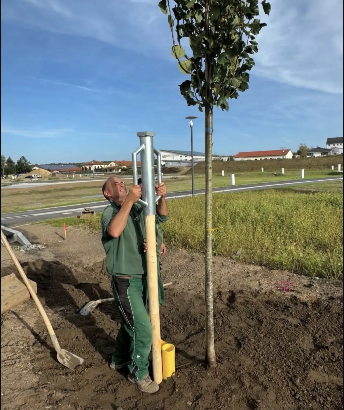 Junger Baum wird angepfählt